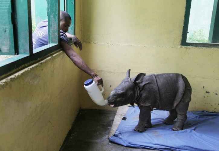 Baby rhino finally taking food